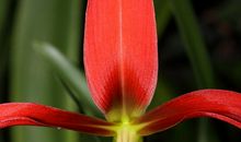 我的小小小花园