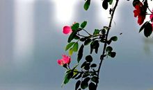 一路记忆，一路花开