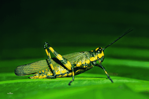 教室里的蚱hopper