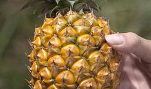 甜菠萝的“小秘密”