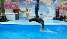 精彩的海狮表演