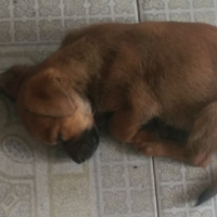 狗，我想你