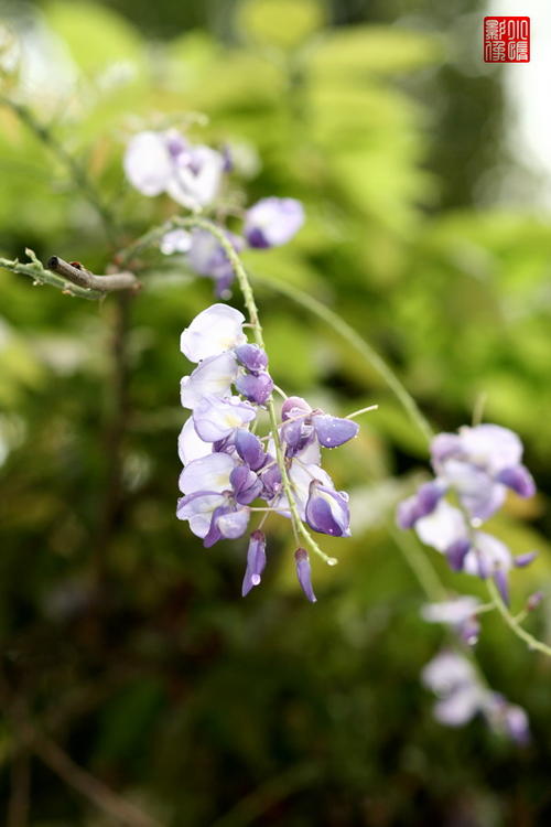 紫藤花在雨中