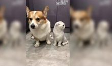 《最爱的狗狗就是你》读后感