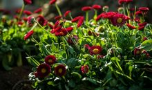 参观年宵花木城