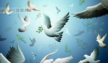 和平鸽向我走来_150字