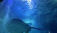 海洋馆里的表情