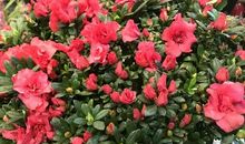 开心年宵闯花市