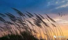 妈妈，你是我的北极星