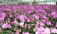 参观“年宵花市”