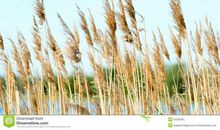 我家门前的芦苇