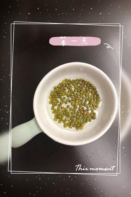 观察日记豆芽浸泡