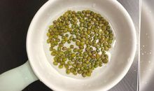 观察日记泡豆芽