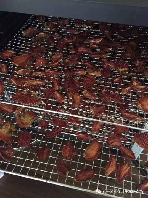 采摘草莓和玩乐