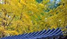 一叶一秋一世界