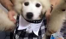 “笨笨”真可爱