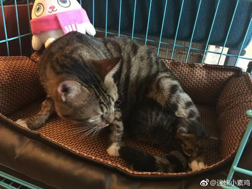 “可恨的”小猫
