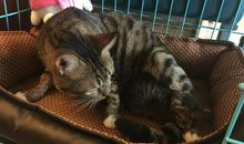 “可恶”的小猫