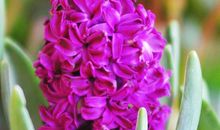 生命之花风信子