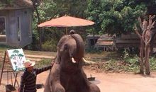 清迈之行游记一一一参观大象营