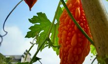 那一抹坚强的绿色