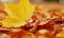 夏天，最后一片落叶