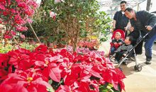 浪漫的年宵花市