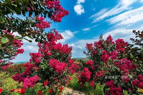 满是花的小山