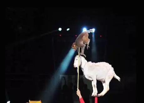 精彩的马戏表演