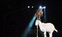 精彩的马戏团表演