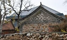 褐土地上的金色菊