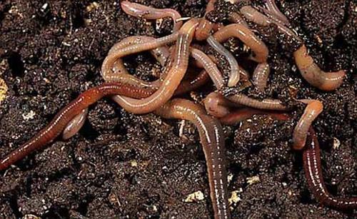 worm的生活