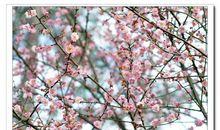 梅花依旧笑冬风