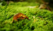 大自然是我们的“老师”