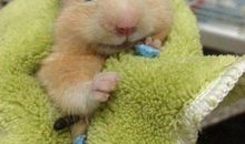 如果我是小仓鼠