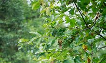 我爱家乡的沙树园