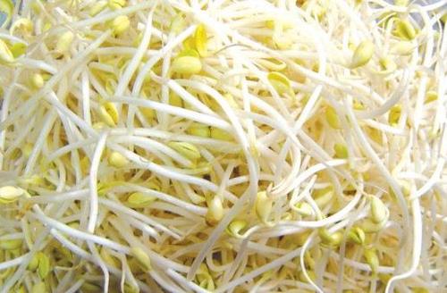 用纸豆芽