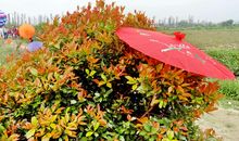 稻草节里看风车