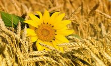 思念并没有结束