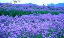 花海中的满天星