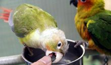 爱干净又淘气的小鹦鹉