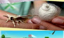 我发现了蚕的另一种食物