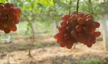 葡萄园，我们来了