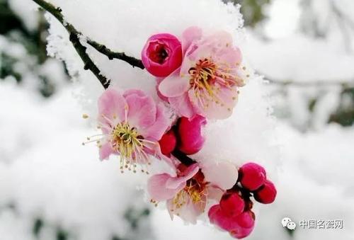 心中的梅花