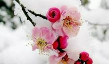 心灵深处的梅花