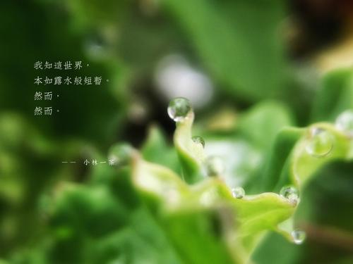 露珠去哪里