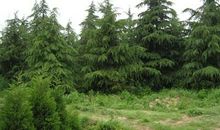 那株雪松，是我最好的朋友