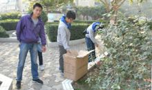 大手拉小手，同种环保树