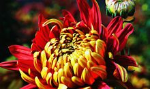 一种凌寒一种傲