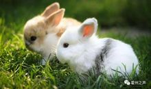 没有本事的小兔